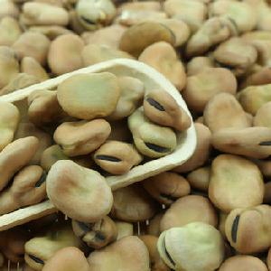  QUALITY  BROAD/FAVA/FABA BEANS