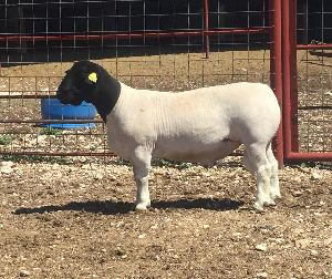 FULL BLOOD DORPER RAMS AND EWES