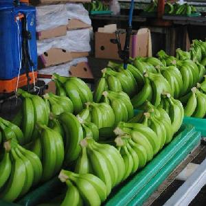  Fresh  Quality Cavandish Banana For  Buyers 