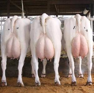 High Quality Live Dairy Cows / Pregnant Holstein Heifers /100% Full Blood Boer Goat