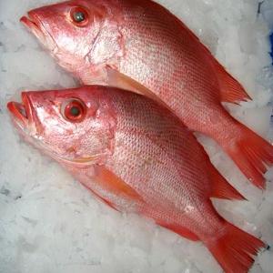  frozen   whole   round  red snapper