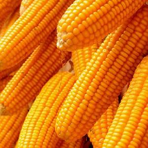 YELLOW MAIZE / YELLOW CORN FOR ANIMAL FEED