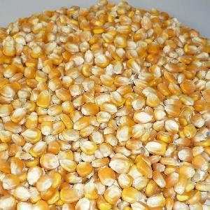 Animal Feed Corn Yellow Maize for Sale