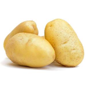 Holland   Sweet   Potato ,Fresh  Potato es for Sale.