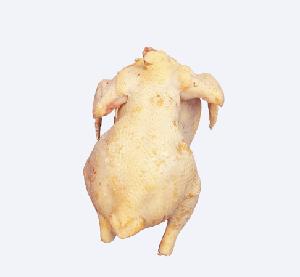 Top quality Frozen whole chicken for sale