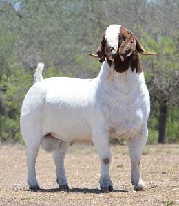 BOER GOAT / MERINO AND DORPER SHEEP / LIVE GOAT AND SHEEP