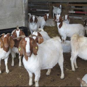 Healthy Boer Goats, Live Sheep   Live Goats, Dopers, Kalahari Reds and Holstein Heifers for sale