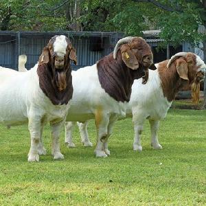 Live boer goats sheep, saanen, cyprus, damascus goats alpine nubian