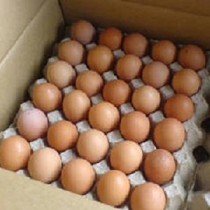 Fresh Chicken Eggs / Round Table Eggs for Sale / fertile hatching eggs