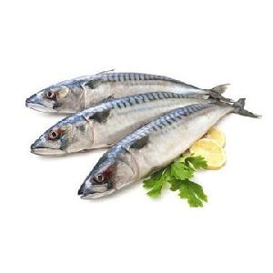 frozen seafood mackerel frozen mackerel fish