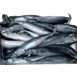 Best seafood with  fresh  frozen  mackerel   fish /  pacific   mackerel 
