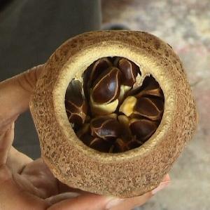 Paradise Nut
