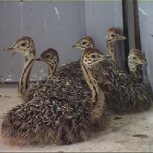  Ostrich  Chicks , Fertilized Eggs,Red and Black neck  Ostrich  for  sale 