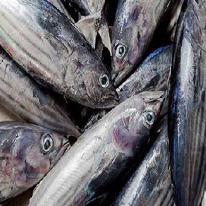 Fresh frozen Hake whole fish for sale