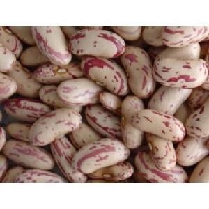 Wholesale cheap price light speckled kidney beans sugar bean pinto bean for export