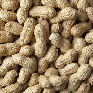 peanuts in shell Wholesale Rich nutrition salted roasted peanuts in shell
