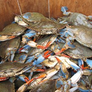 Frozen King Crabs / Live King Crab / King Crab Legs