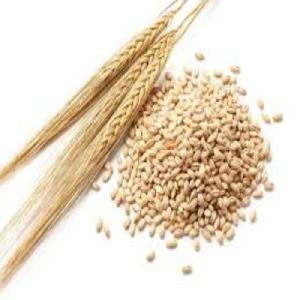  Malt ed  Barley  for sale, Feed  Barley   grain ,  Barley   Malt   grain  for sale