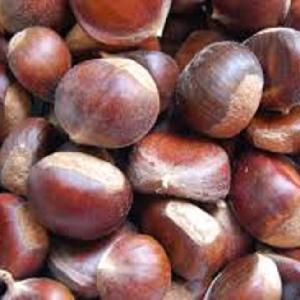 Fresh Chestnuts / Crop Chinese Sweet Chestnut