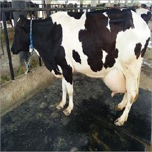 Pregnant Holstein Heifers Cow/ Healthy Pregnant Holstein Heifers Cattle