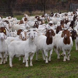 Pure Breed Boer Goat 100% Full Blood Live Boer Goats Live Goats for sale