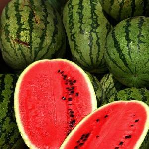 FRESH WATER MELON READY FOR EXPORT