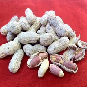 peanuts in shell Wholesale Rich nutrition salted roasted peanuts in shell