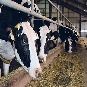 Top Health High Quality Live Dairy Cows and Pregnant Holstein Heifers Cows for Sale