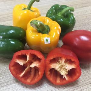 Fresh Bell pepper/ Capsicum from Vietnam - NHP Foods- Ngan Hoa Phat Co., Ltd