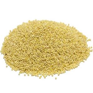 organic Millet / yellow millet