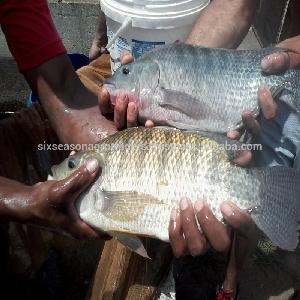 Whole Round Frozen Black Tilapia Fish and Red Tilapia fish for fish fillet