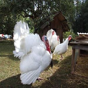 White Turkeys: Perfect For Small Scale Meat Production
