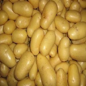 Buy potatoes fresh 2019 new hot sale