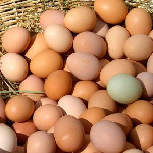 Best Brown and White FERTILE Chicken Eggs/Fresh Fertile Chicken Eggs  for sale FOR and EXPORT