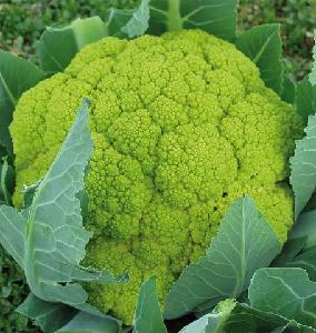 CHEAP WHOLE   Sale!Fresh   Cauliflower/ New harvest 2019 Cauliflower for sale  and EXPORT/ CHEAP PRICES