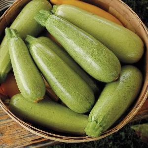 CHEAP WHOLE   Sale!Fresh    Zucchini / New harvest 2019  Zucchini  for sale  and EXPORT/ CHEAP PRICES