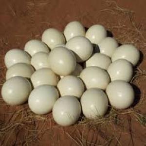 Fertile Ostrich Eggs Wholesale