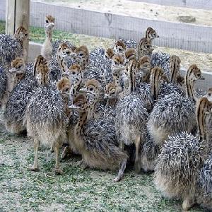 Ostrich Chicks and Fertile Eggs for sale