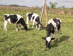 100% Disease Free live  cattle  for sale dairy  holstein   cattle 