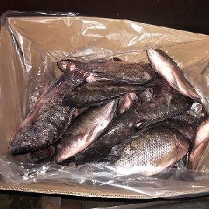 Whore Round Frozen  Black   Tilapia  Fish With Top Quality