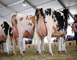 Dairy cows, pregnant holstein, friesian heifers, beef cattle
