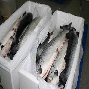 Fresh Frozen Salmon Fish for sale