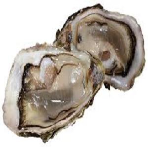 Oysters Fresh Malaysia Price Supplier 21food