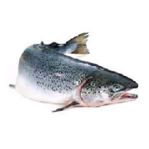 Best Fresh Frozen Salmon Fish for sale