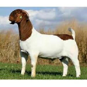 Livestock Boer Goats, Live Sheep   Live Goats, Dorpers, Kalahari Reds and Holstein