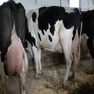 Dairy Cows and Pregnant Holstein Heifers Cow/Boer Goats, Live Sheep, Cattle