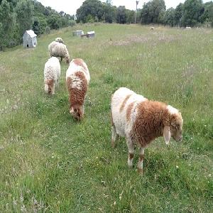  Live    Healthy Awassi Sheep For Sale - Buy Fat Tail Sheep, Live   Goat s And Sheep