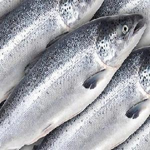 Fresh Frozen Salmon Fish Chum Salmon Fillet for sale