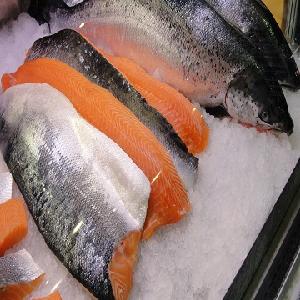  Fresh   Frozen   Salmon  Fish for sale..
