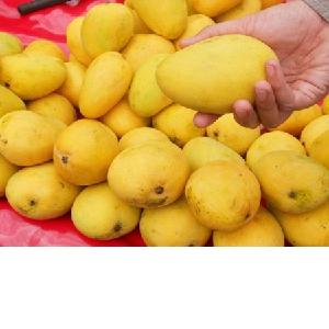 Natural health products  fresh   mangoes   from  japan Available